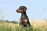 DOBERMANN 897